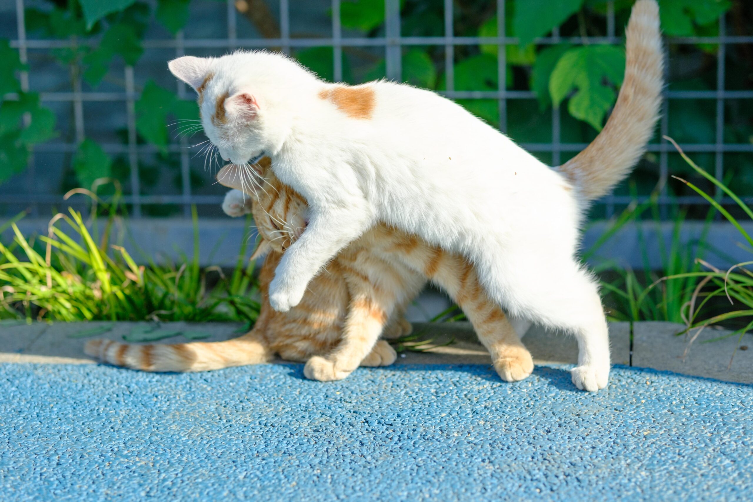 cat photo